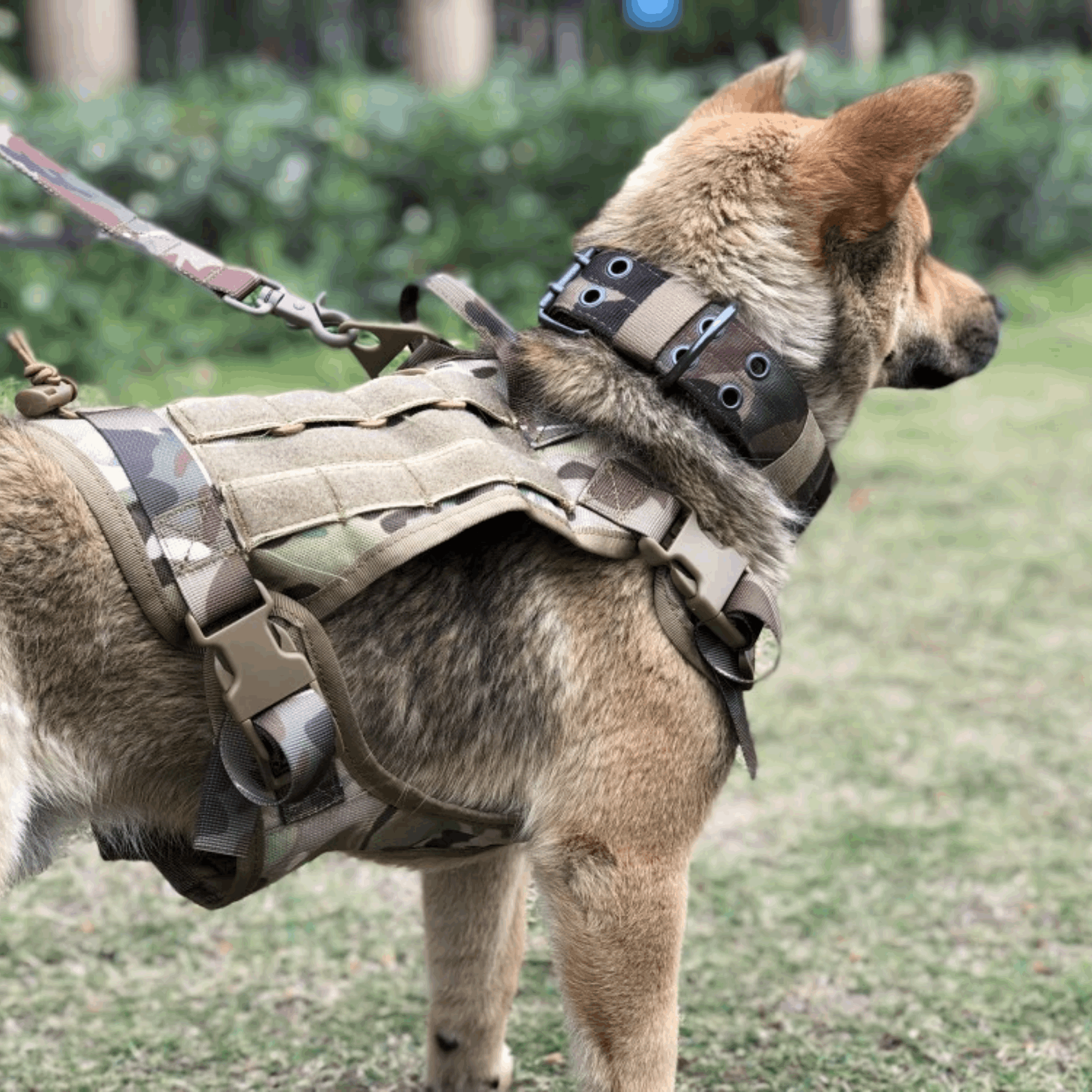 Tactical No Pull Dog Harness