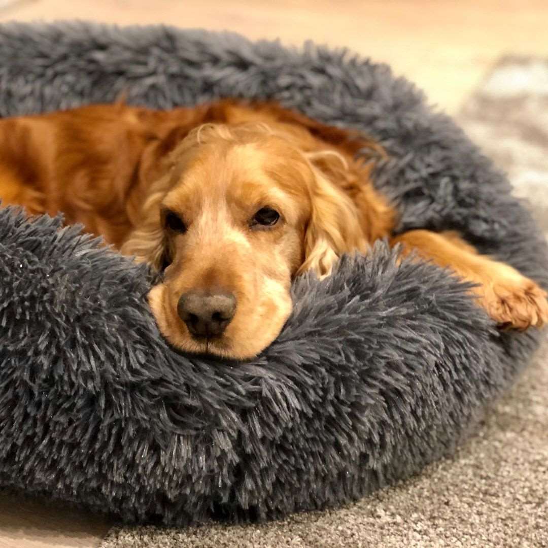 Cosy Calming Dog Bed - Waggy Tails