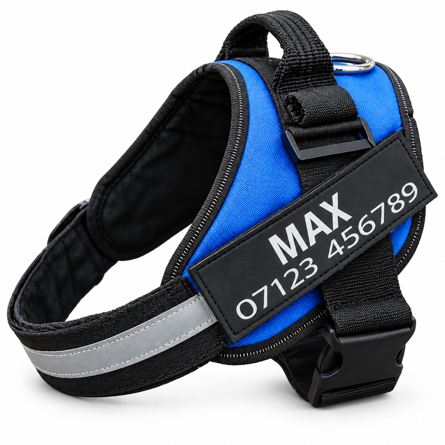 Close-up of a personalized name tag printed MAX and a phone number, fixed to a blue harness