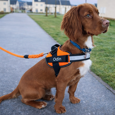 Personalised No Pull Dog Harness