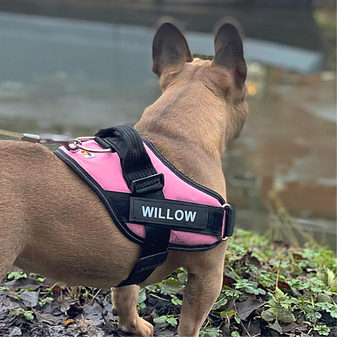 Personalized No Pull Dog Harness with Custom Name Tag