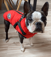 Warm Rainproof Dog Jacket