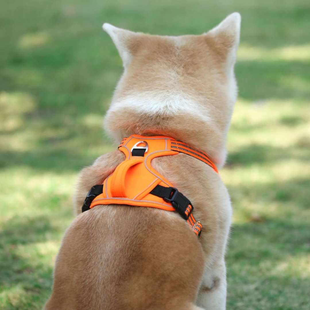 Premium Dog Harness Vest - Waggy Tails